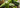 Green Keto Glow Juice